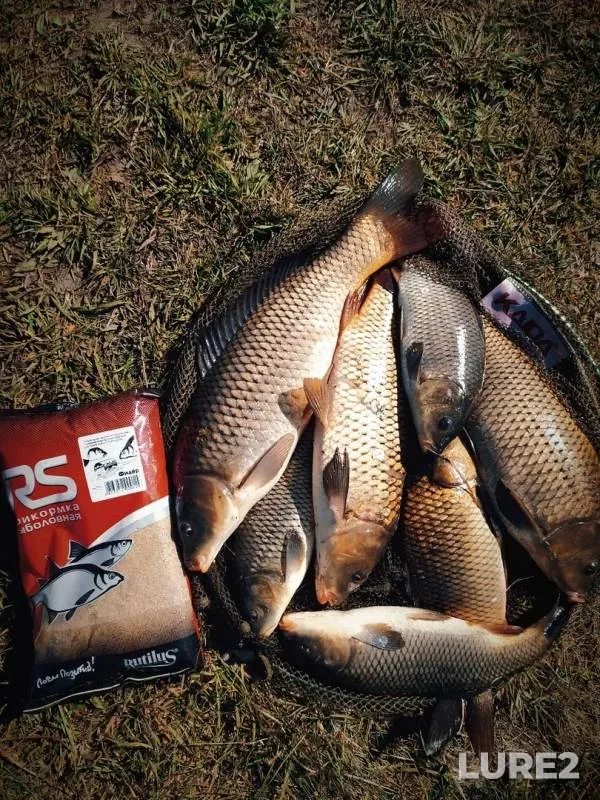 Carp — Usha, Apr 27, 2020