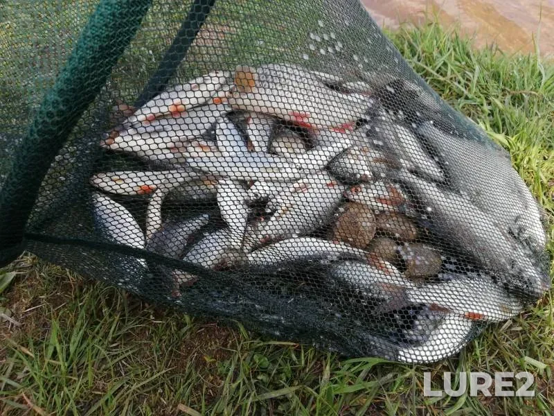 Bream, Roach — Drozdy, Apr 29, 2020