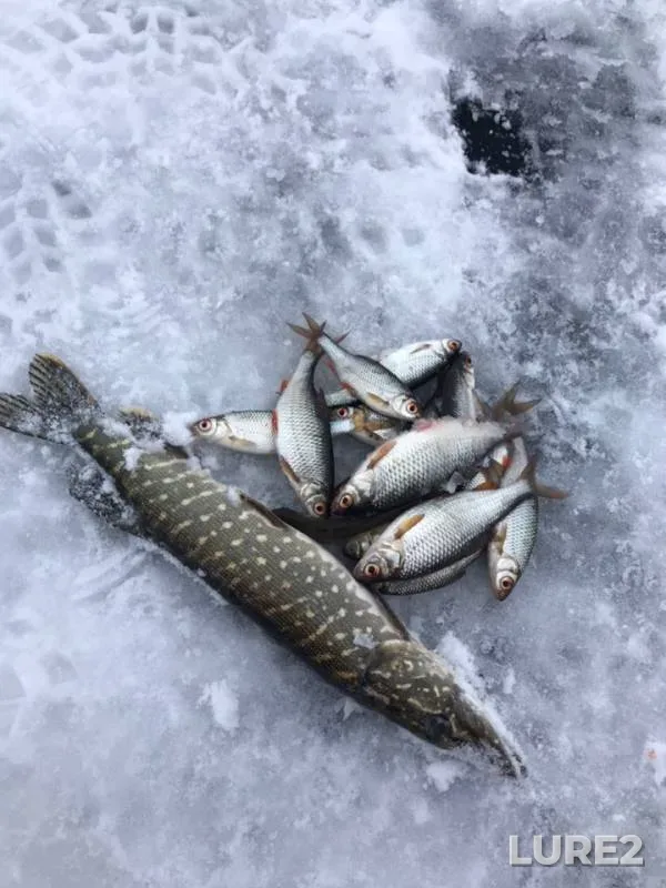 Pike, Roach — Samarskaya oblast, Dec 09, 2018