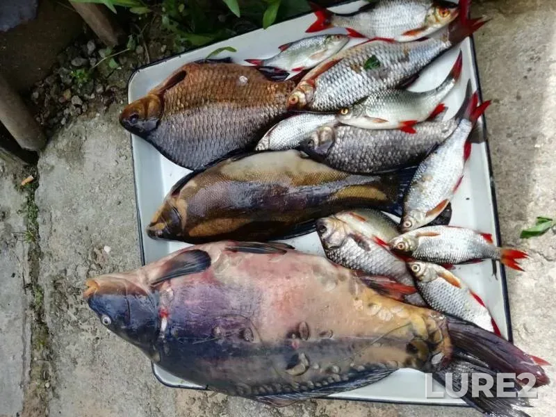 Carp, Crucian carp — Kleva, Jun 04, 2020