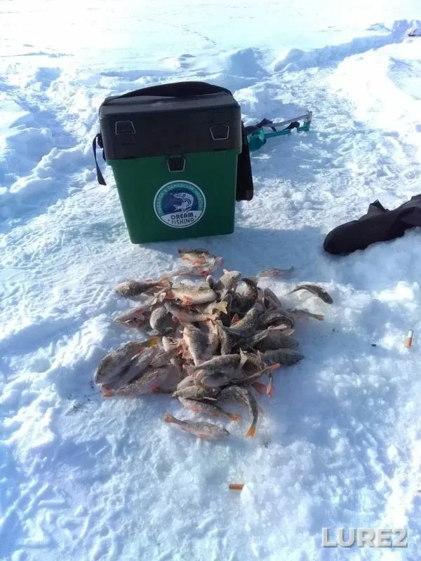 Perch — Samara, Feb 03, 2019