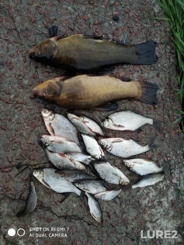 Roach, Tench — Skolodina, Aug 03, 2020