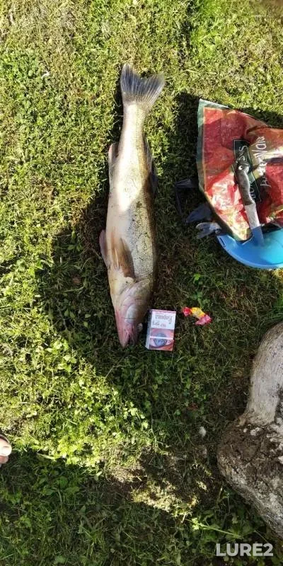 Zander — Brestskaya oblast, Stolinskiy rayon, Jul 30, 2020