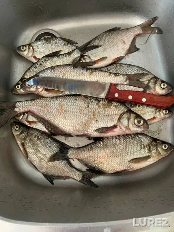 Bream, White bream — Berezina, Jul 24, 2020