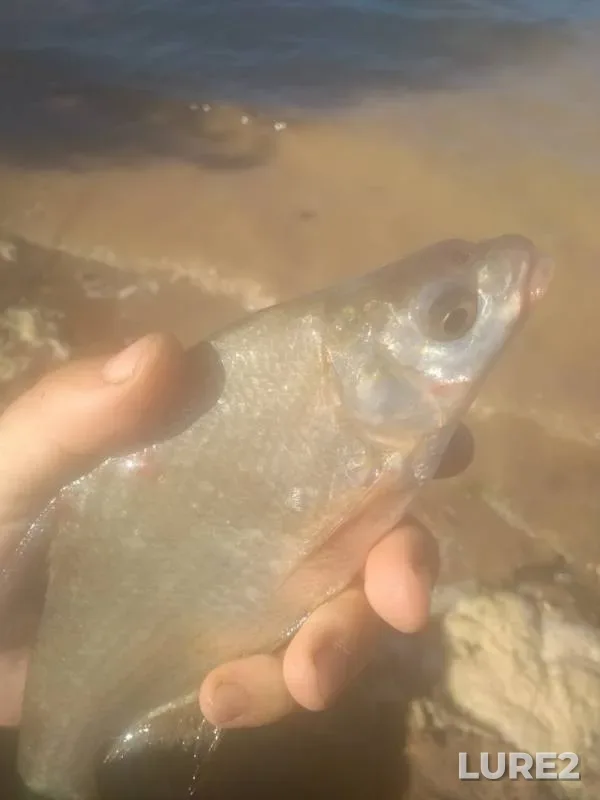 Bream — Samarskaya oblast, Jun 08, 2019