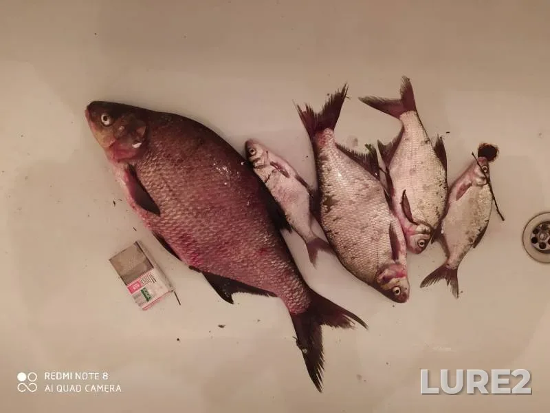 Bream — Dnepr, Jul 19, 2020