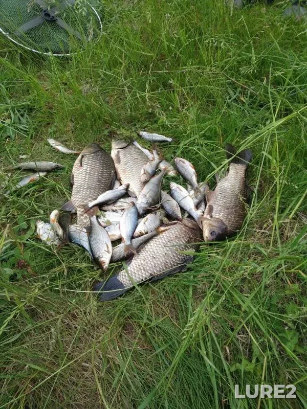 Crucian carp, Perch — Usyazha, Jun 14, 2020