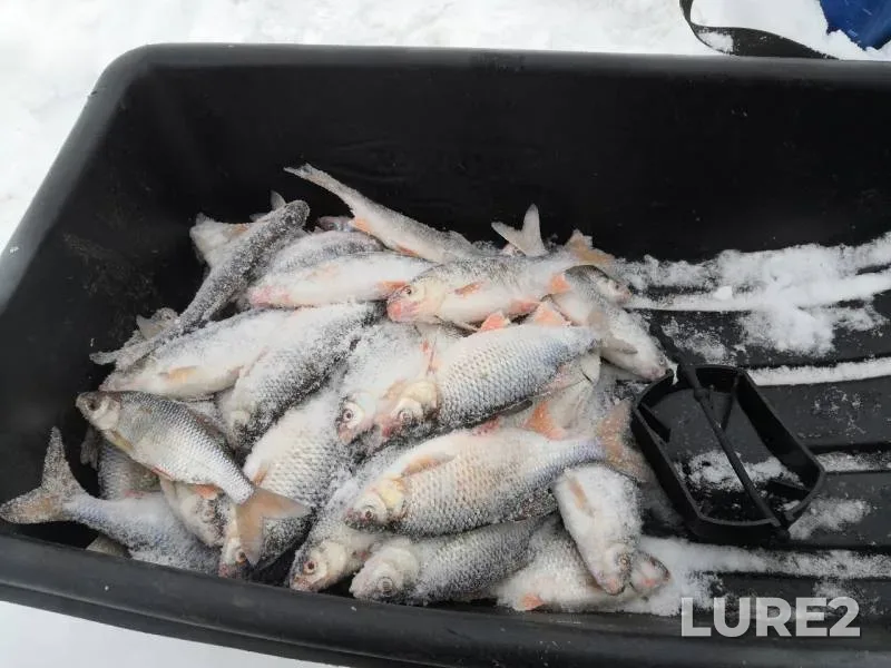 Perch, Roach — protoka Ochimkina, Mar 03, 2019