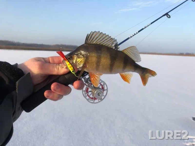 Perch — Usyazha, Feb 11, 2020