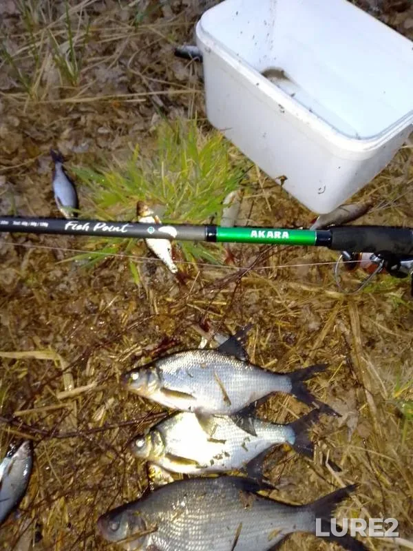Bream, Roach — Morochno, Apr 16, 2020