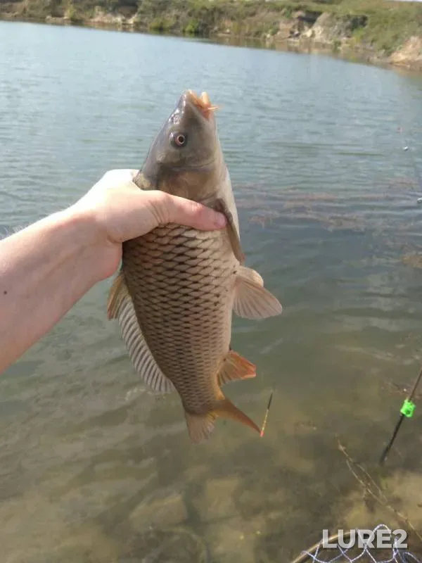Carp — Chelyabinskaya oblast, Aug 16, 2017