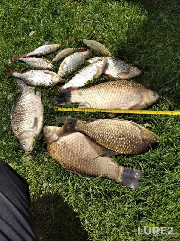 Crucian carp, Roach — Yaselda, Jun 07, 2020