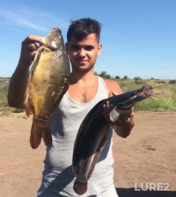 Carp — Chelyabinskaya oblast, Aug 25, 2019