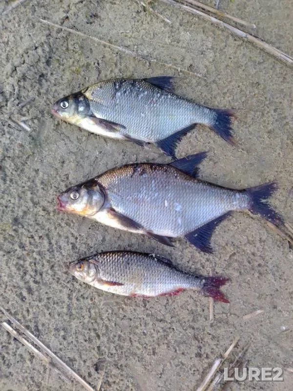 Bream, Roach — Morochno, Jun 21, 2020