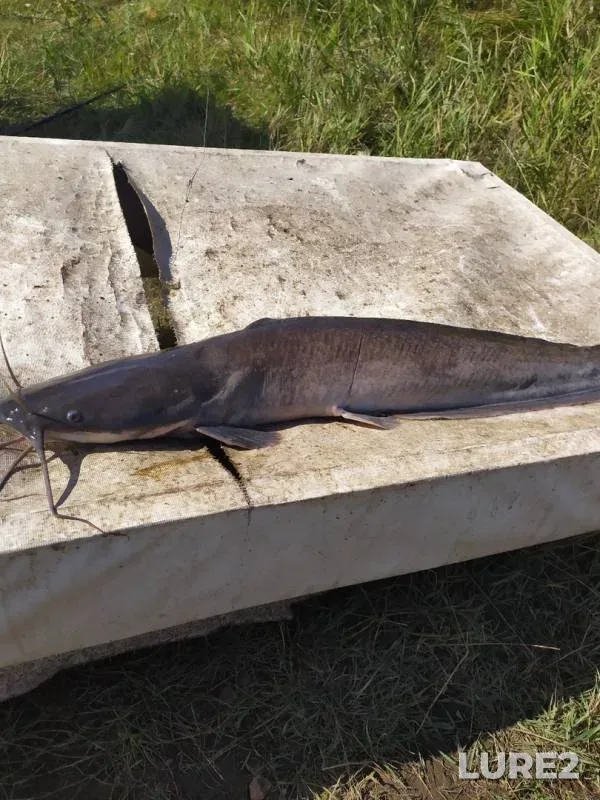 Carp — Chelyabinskaya oblast, Aug 24, 2019