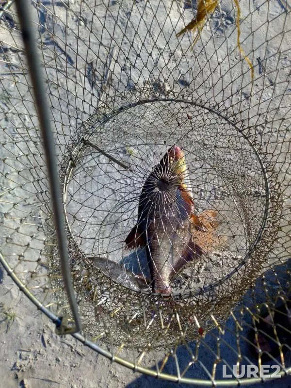 Bream — Morochno, Jul 18, 2020
