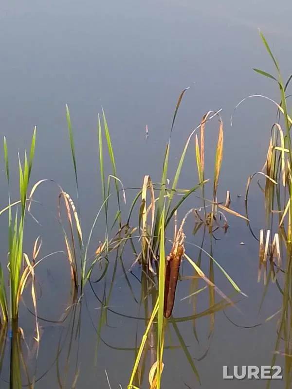 Tench — Brestskaya oblast, Stolinskiy rayon, Jul 26, 2020