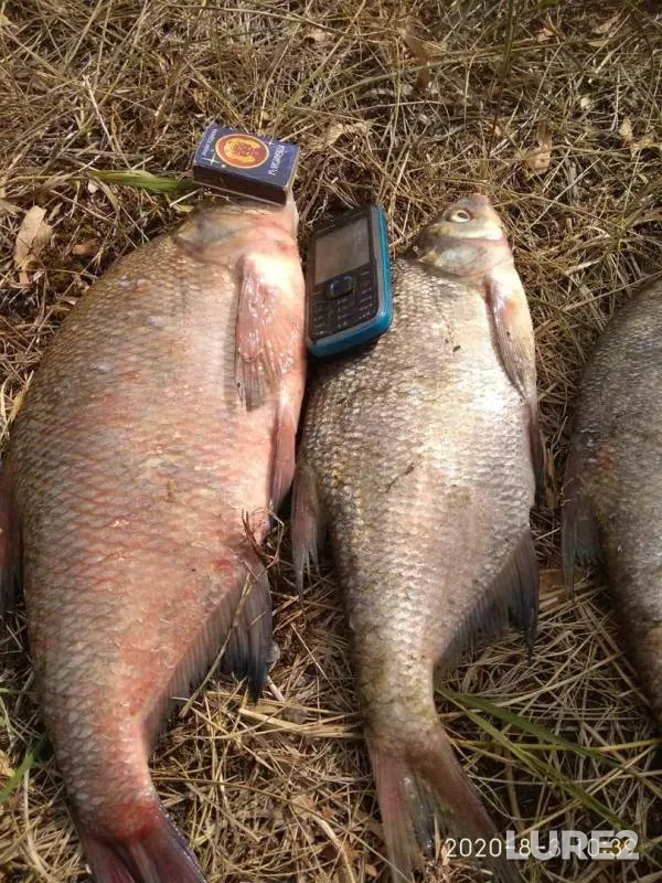 Bream — Matsovka, Aug 06, 2020