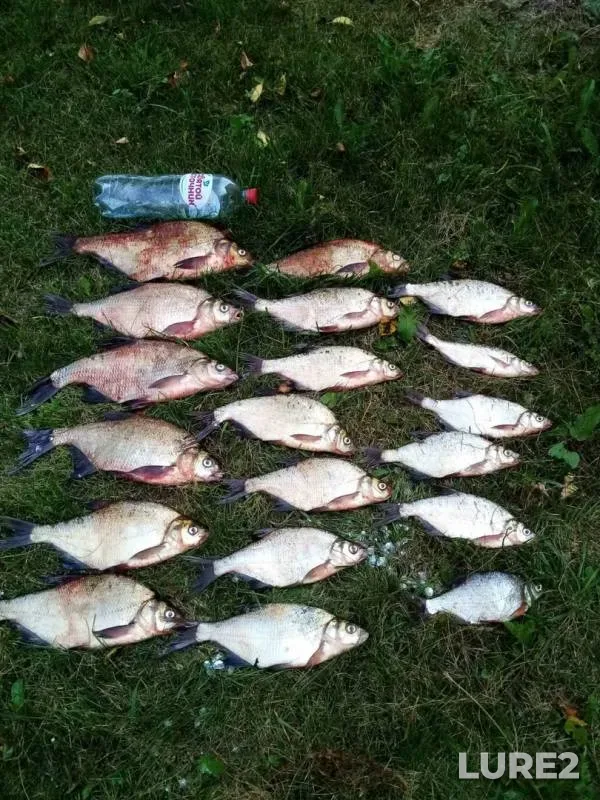 Bream, White bream — Matsovka, Aug 08, 2020