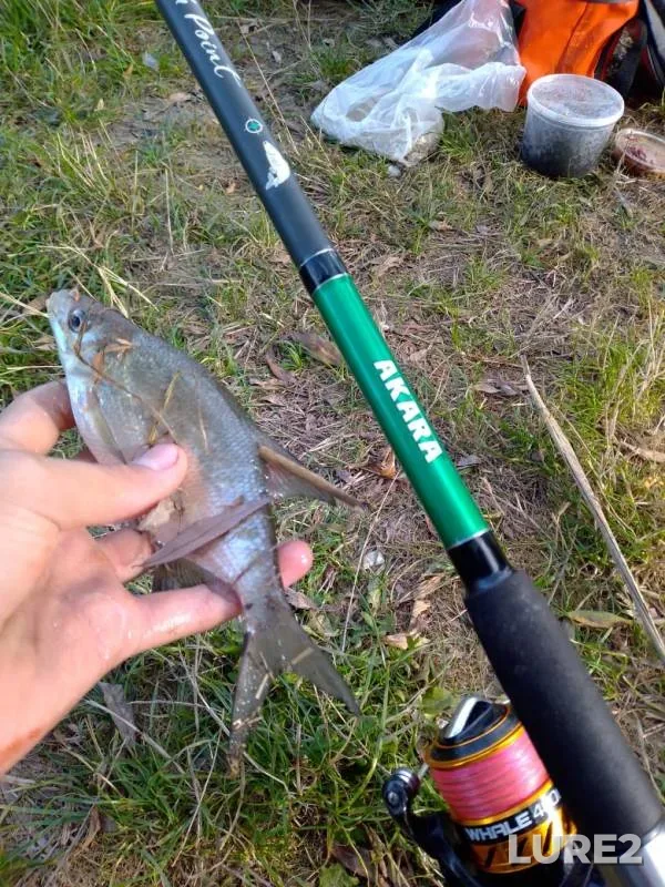 Bream, Perch — Stupa, Sep 20, 2020