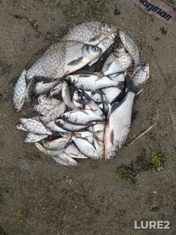 Bream — Pina, Oct 03, 2020