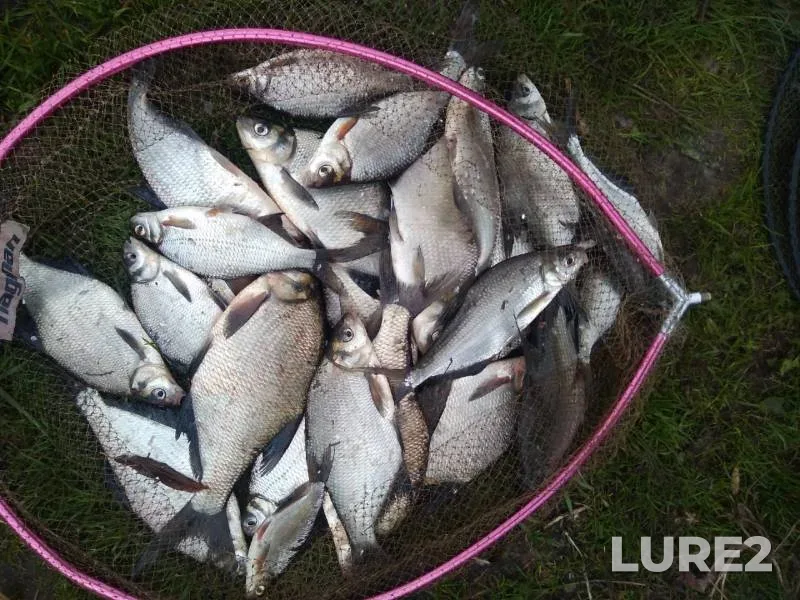 Bream, White bream — Yamishcha, Oct 04, 2020