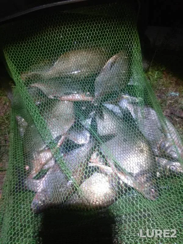 Bream — Orpa, Jun 02, 2020
