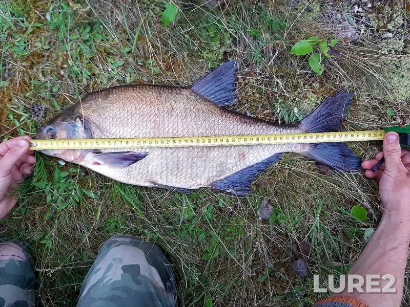 Bream — Shcharka, Jul 03, 2020