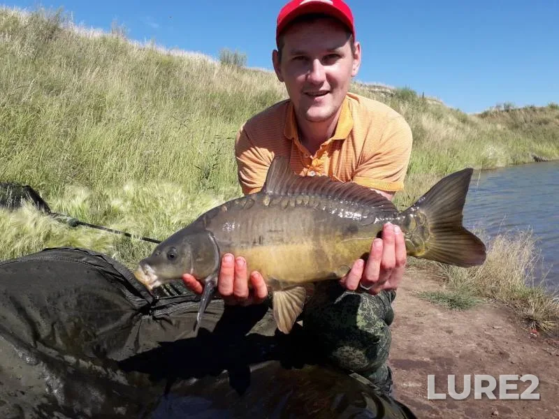 Carp — Chelyabinskaya oblast, Krasnoarmeyskiy rayon, Jul 14, 2019