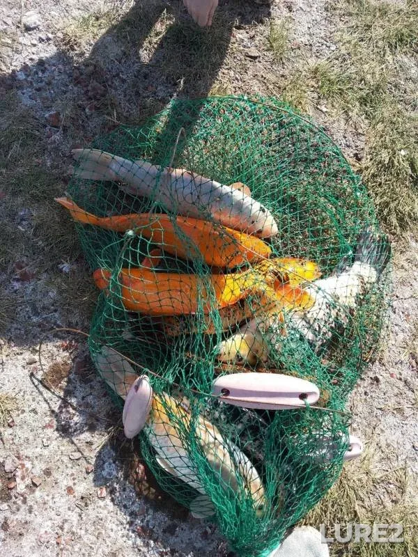 Carp — Chelyabinskaya oblast, Jun 23, 2019