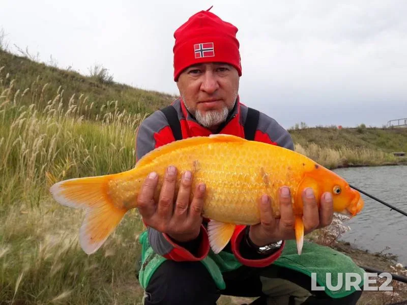 Carp — Chelyabinskaya oblast, Sep 18, 2018