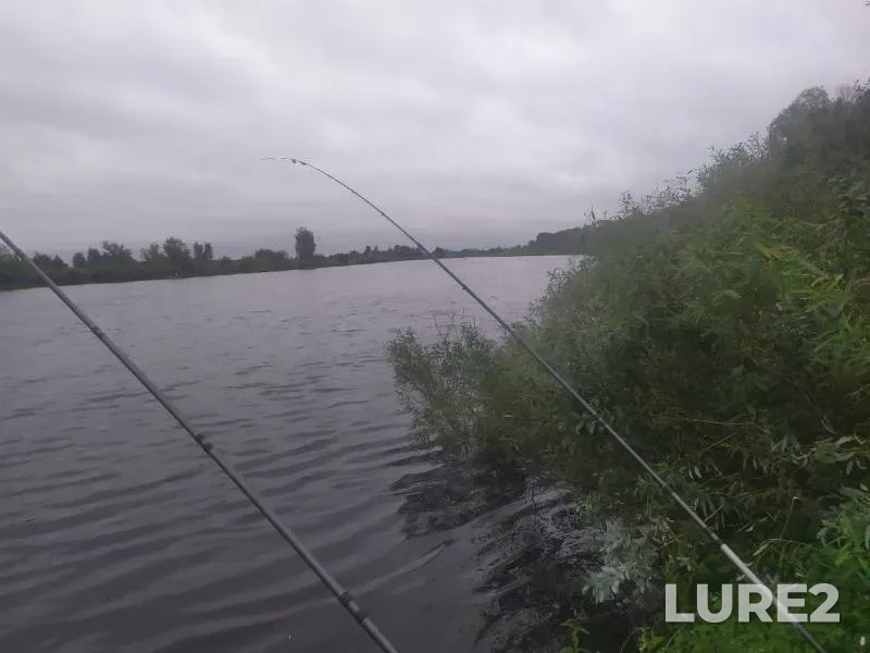 Bream, Perch — Sozh, Aug 03, 2020