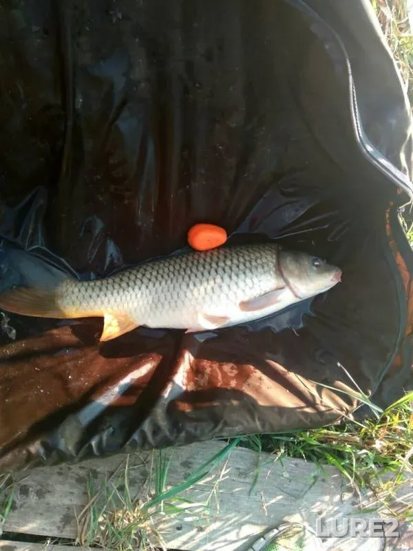 Carp — Chelyabinskaya oblast, Aug 25, 2019