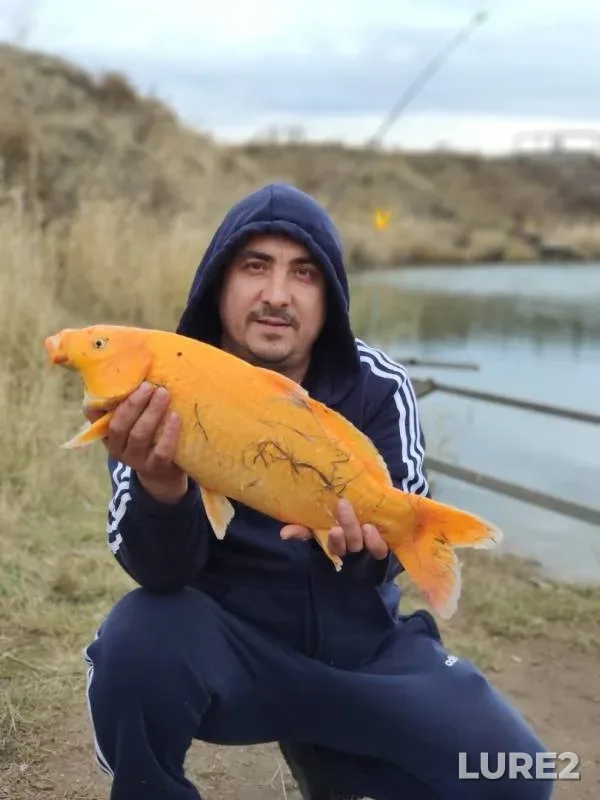 Carp — Chelyabinskaya oblast, Oct 12, 2019