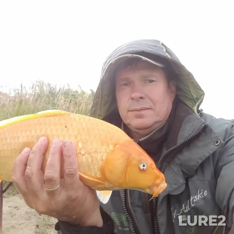 Carp — Chelyabinskaya oblast, Aug 23, 2018