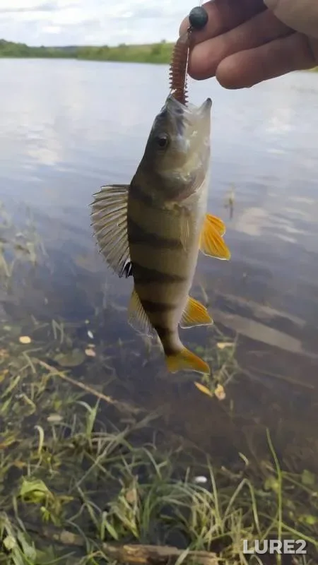 Perch, Pike — Dnepr, Sep 21, 2020