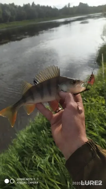 Perch, Pike — Dnepr, Sep 19, 2020