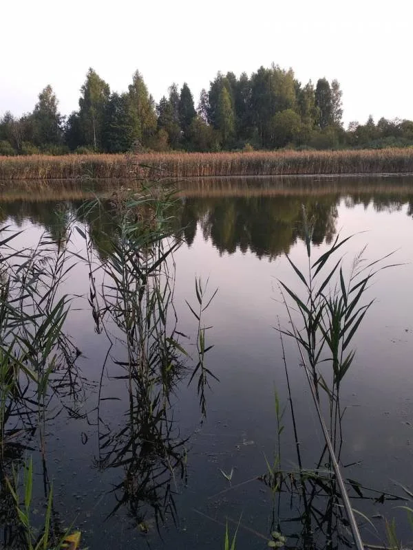 Лещ, Окунь