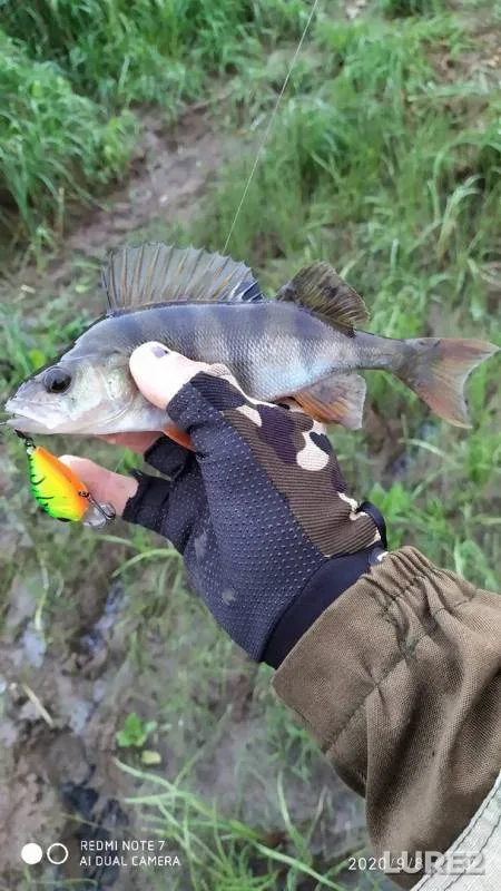 Chub, Perch — Dnepr, Sep 08, 2020