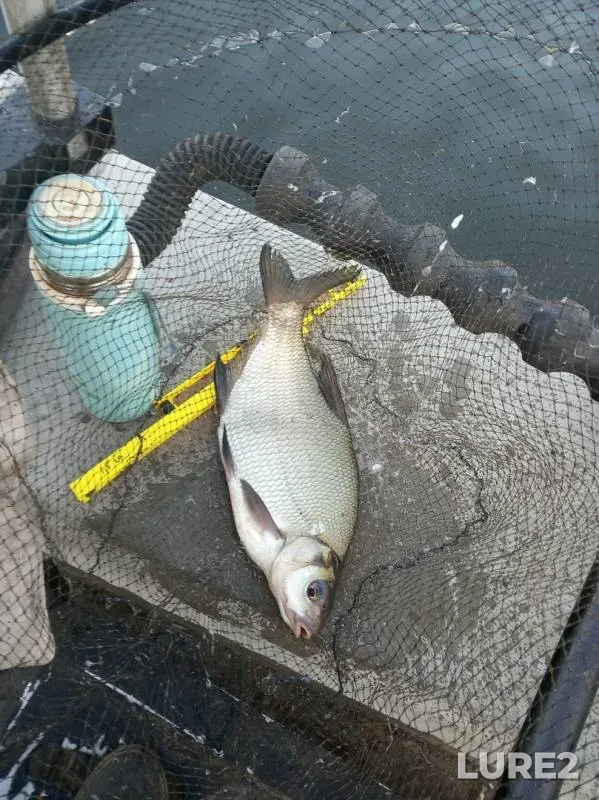 Bream, Roach — Oka, Sep 15, 2019
