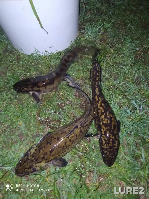 Burbot, Perch — Dnepr, Oct 22, 2020
