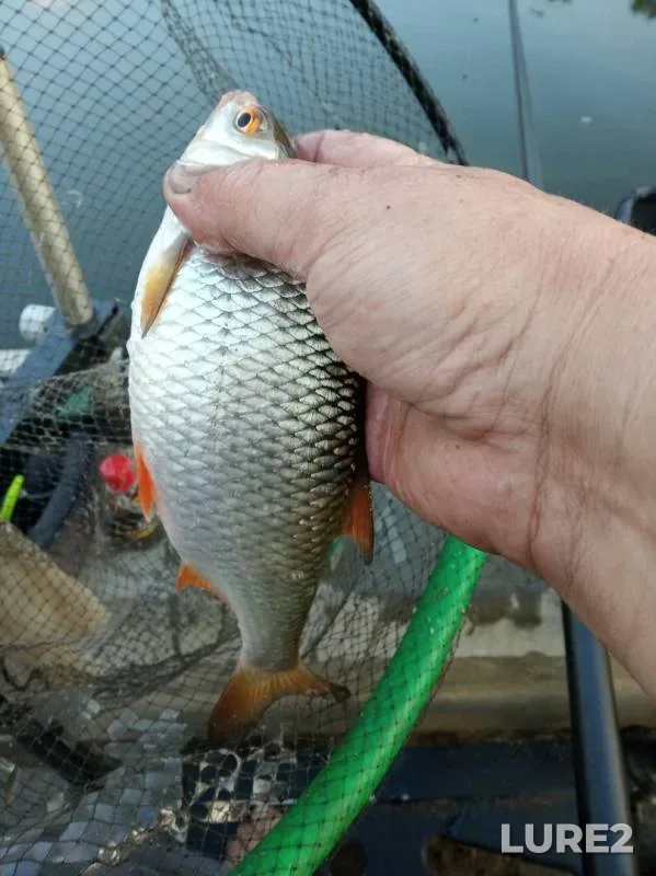 Bream, Roach — Oka, Jun 16, 2019