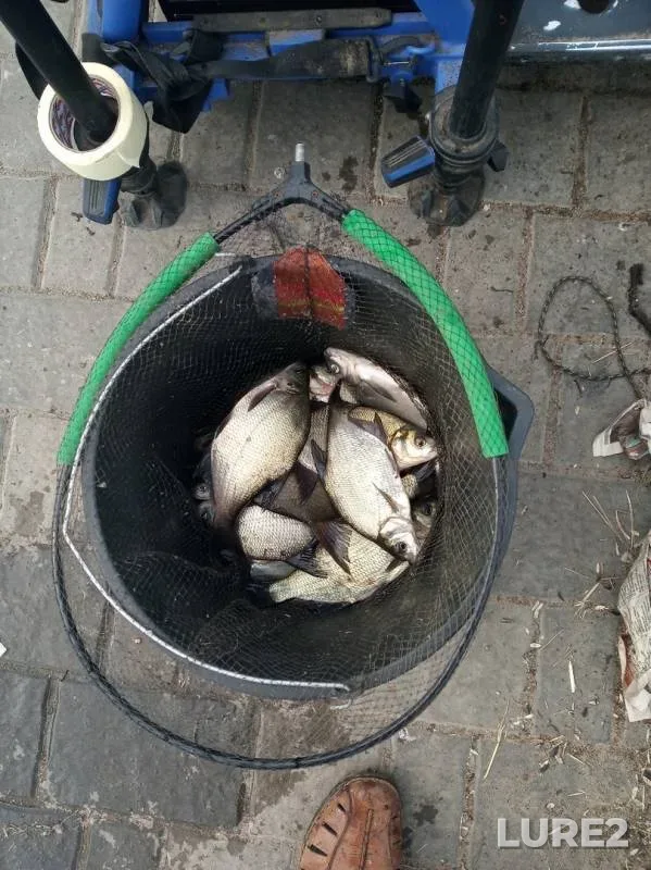 Bream — Oka, Jun 02, 2019