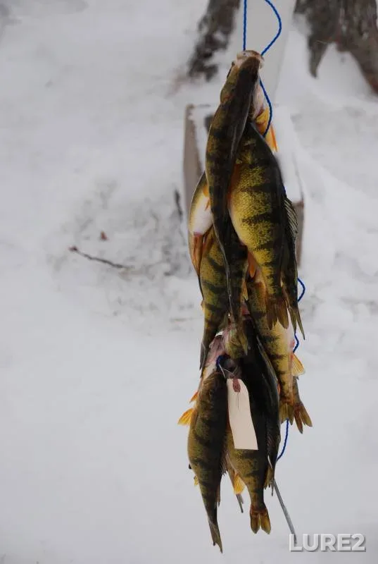 Black crappie, Yellow perch — Houghton Lake, Jul 14, 2018, 3:08 PM