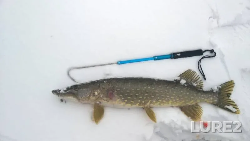 Pike — Dobrich, Dec 12, 2018