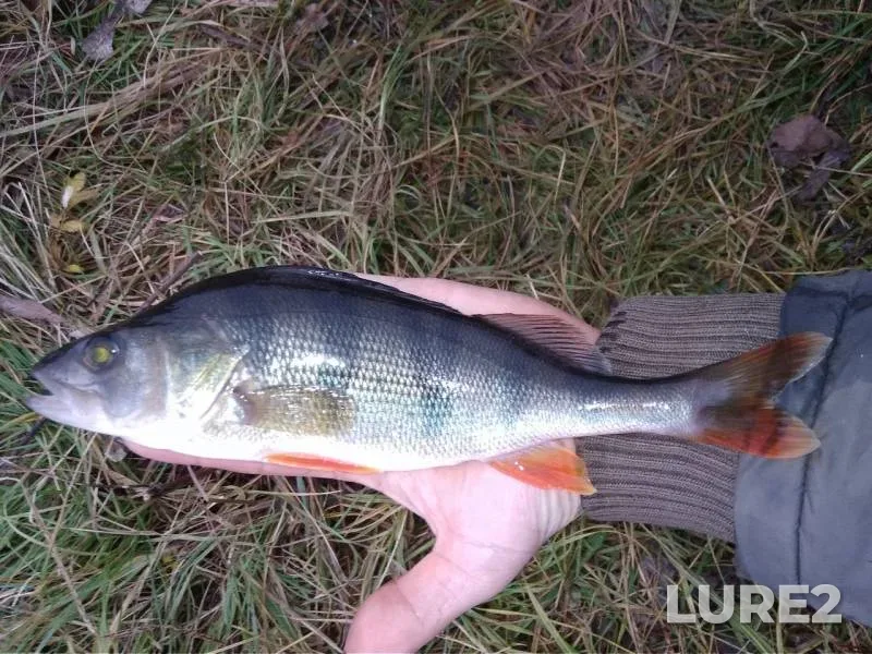 Perch — Gomelskaya oblast, Rogachyovskiy rayon, Nov 03, 2018