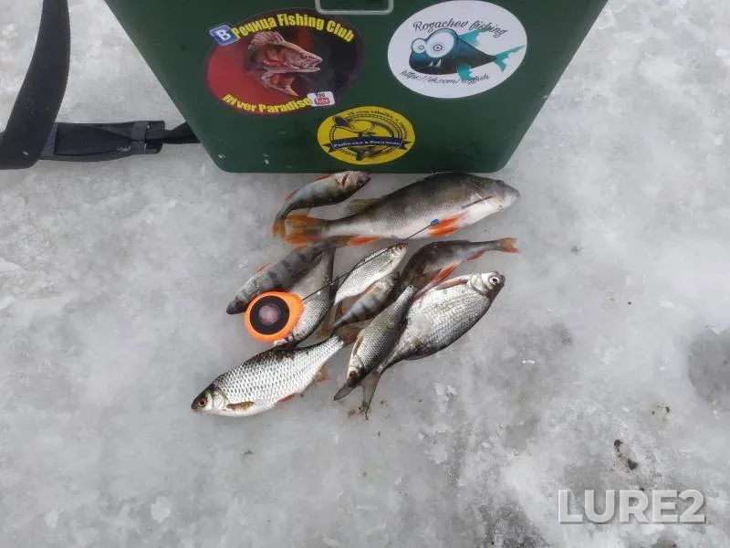 Perch, Roach — Dobritsa, Dec 28, 2018