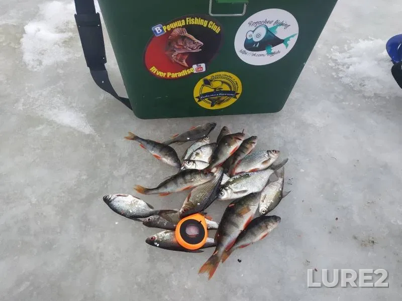 Perch, White bream — Dobritsa, Dec 29, 2018