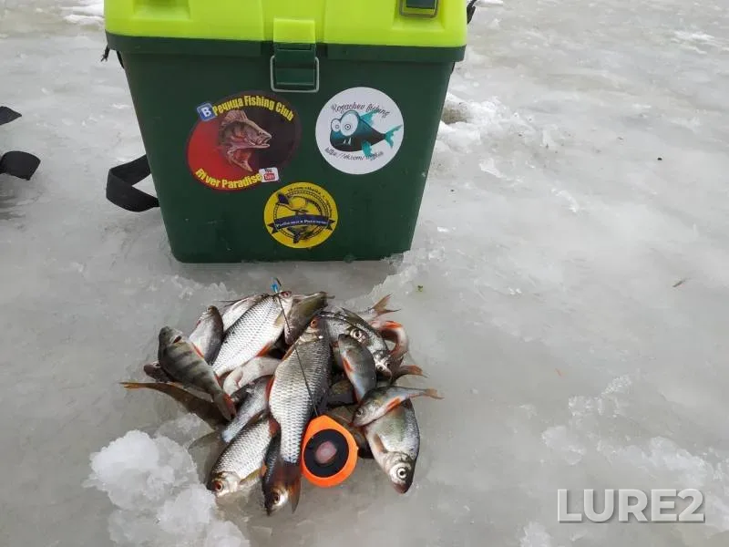 Bream, Perch — Dobritsa, Jan 01, 2019