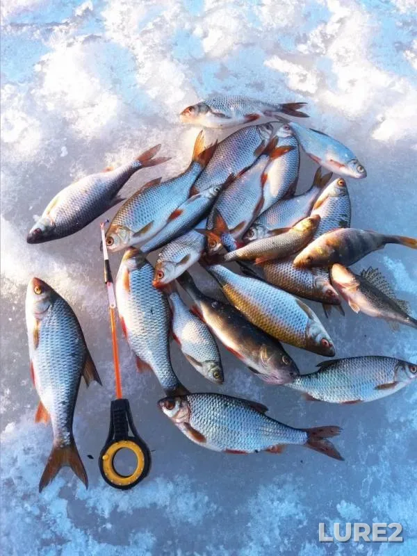 Perch, Roach — Kosolyanka, Feb 07, 2019